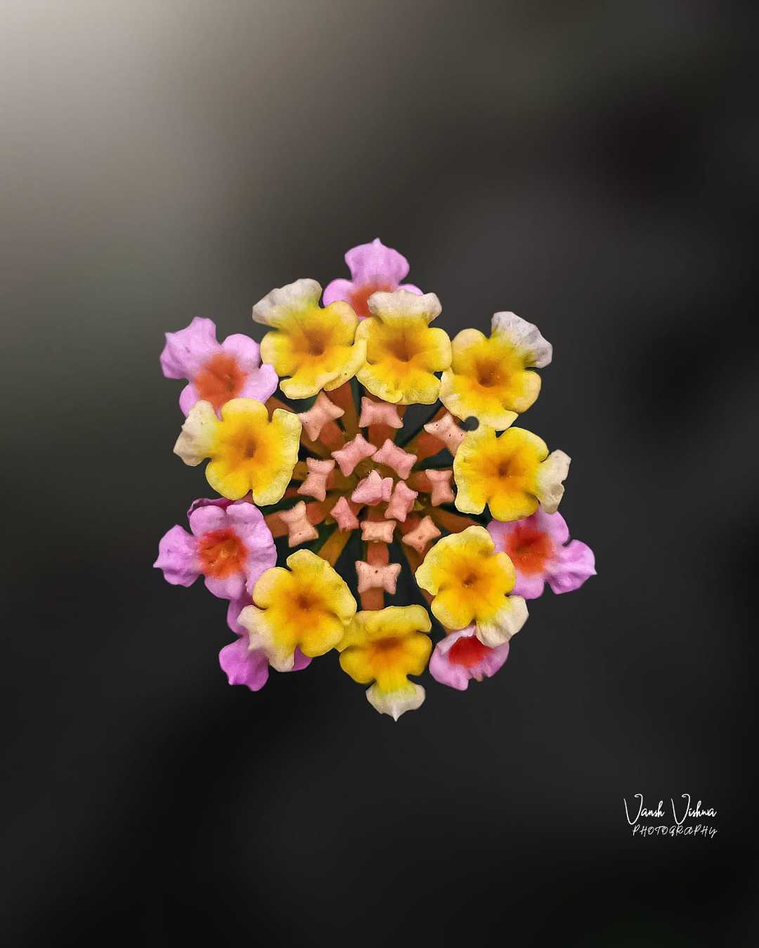 Flower Photography 