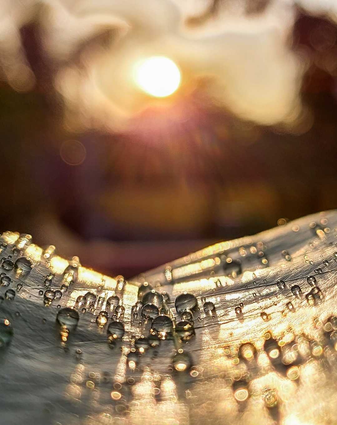 THE DROPLETS 