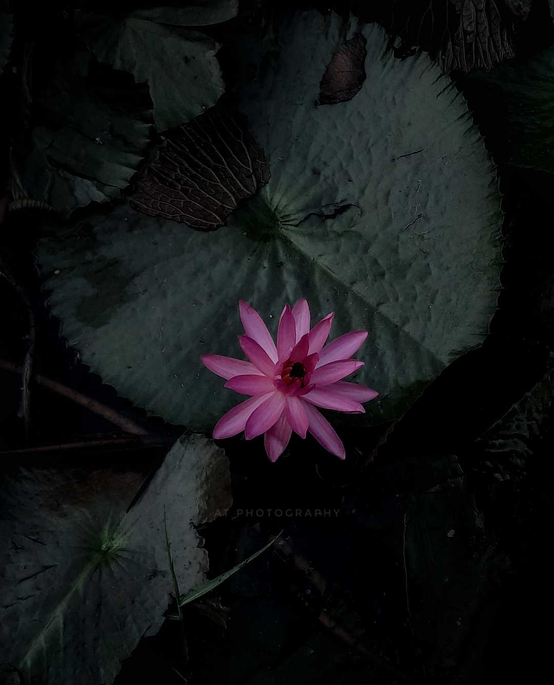 nature