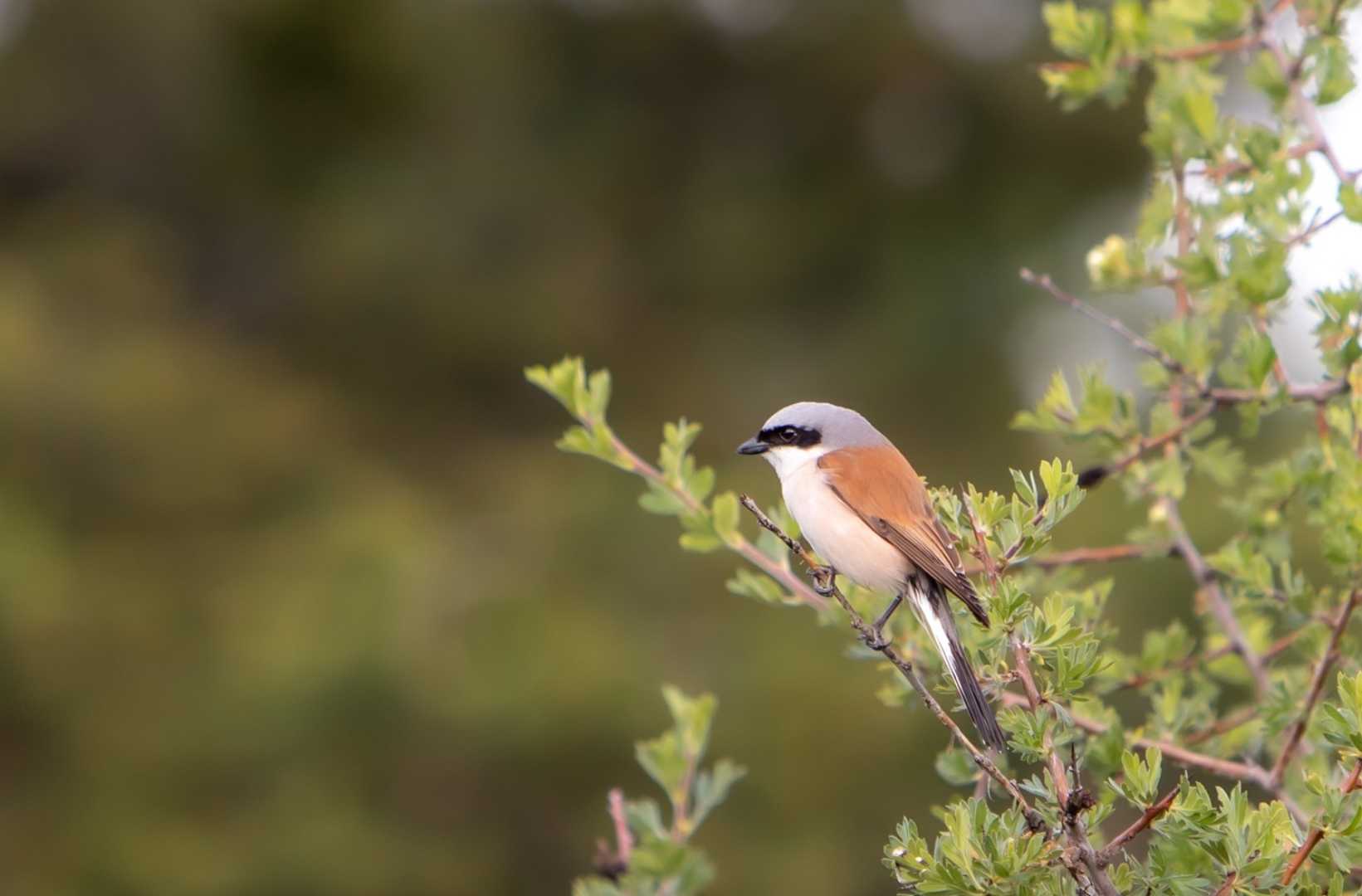 Birds