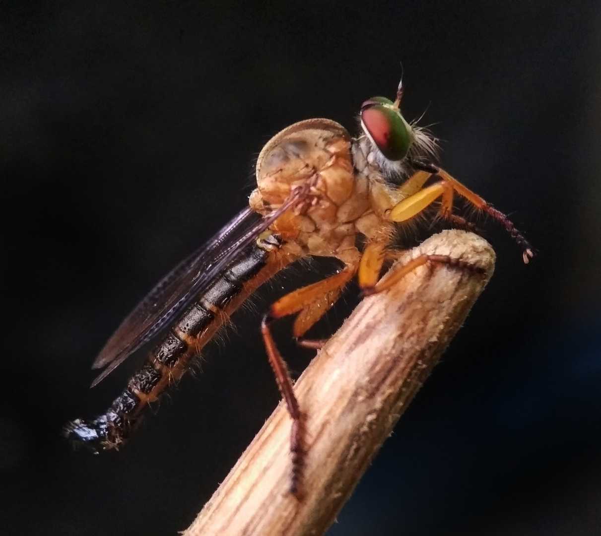 Ommatius Robberfly