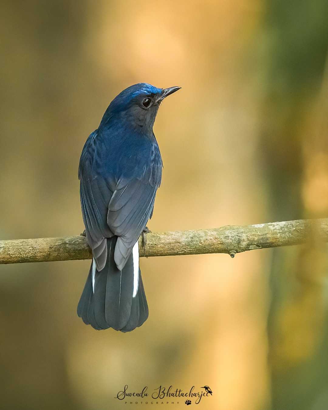The Blue Beauty