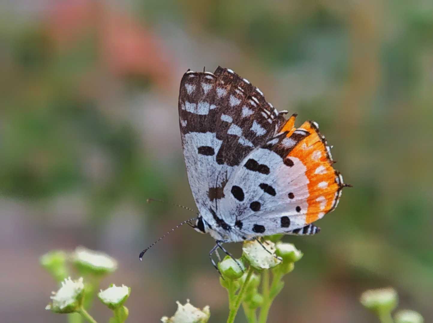 red pierrot