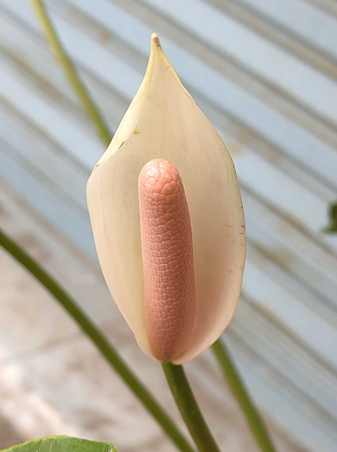 Anthurium