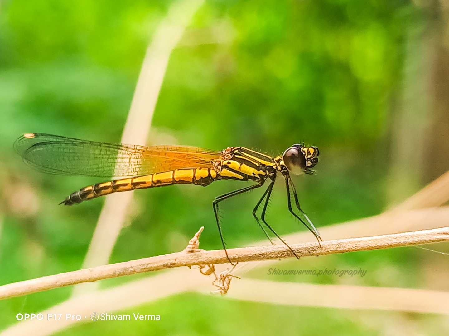 Damselfly