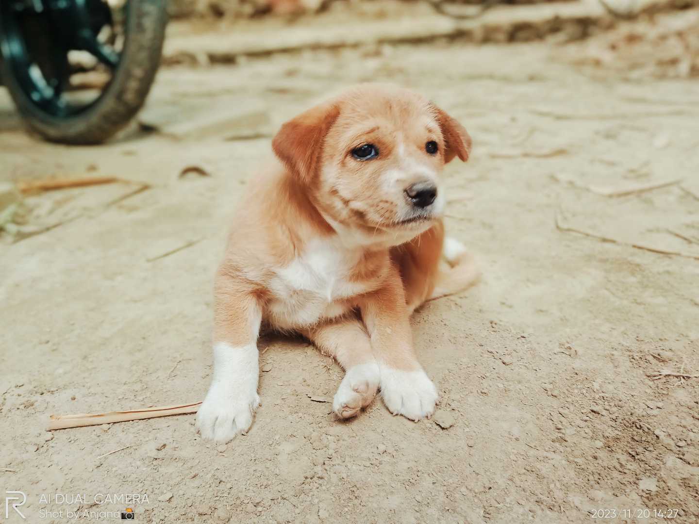 cute puppy