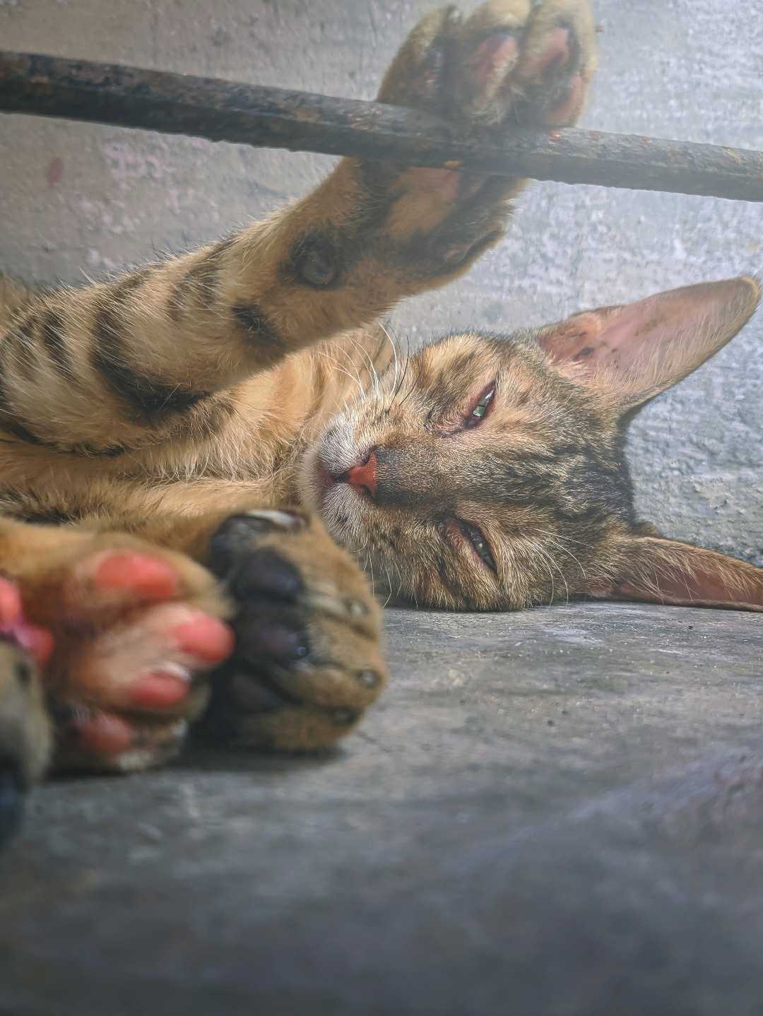 You are the cats meow