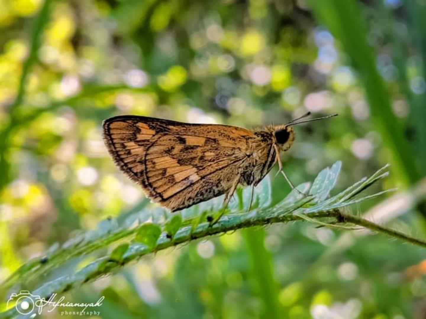 skipper 🐝