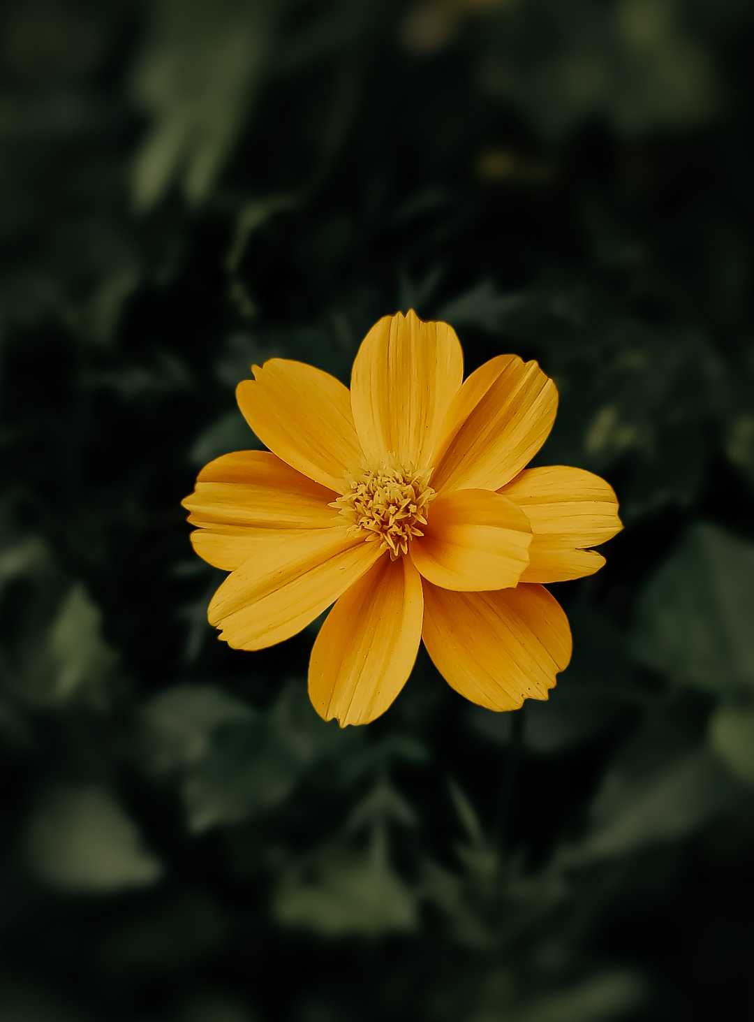 Yellow love 💛