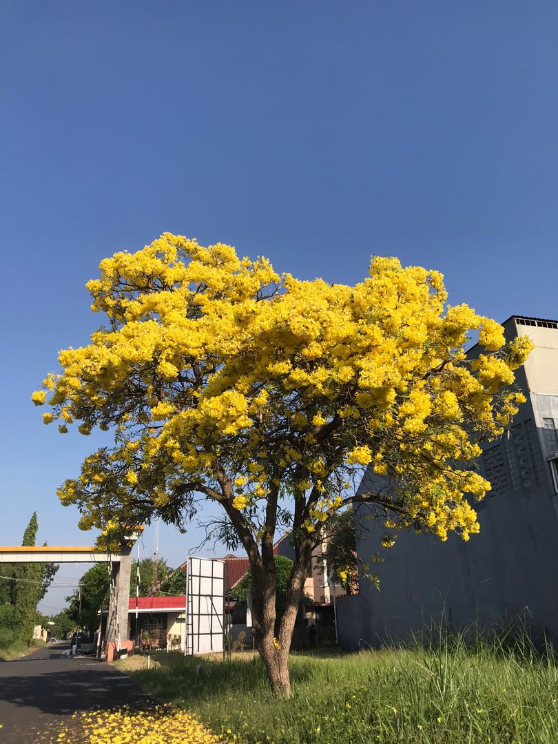 Indahnya Tabebuya