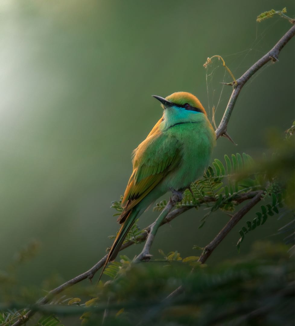 green beeter 