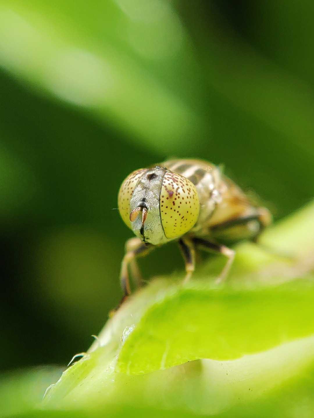 Fly.