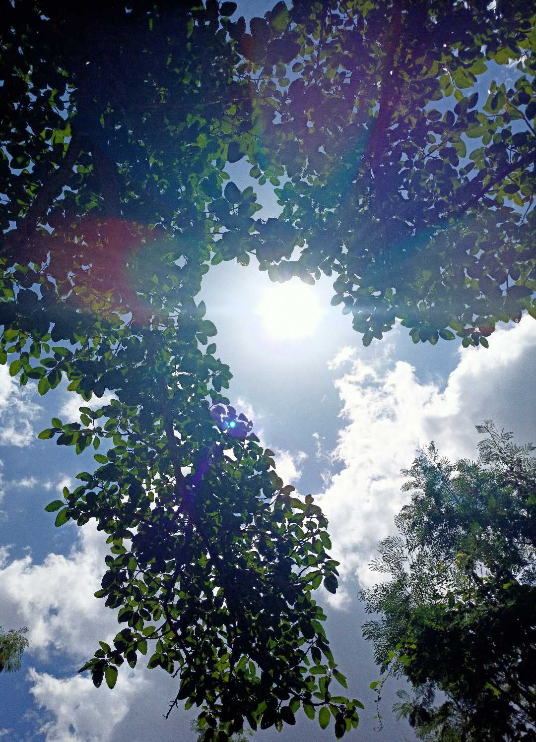 Nature 🌱