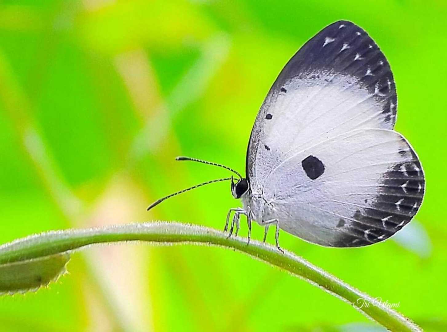 Kupu-kupu 
