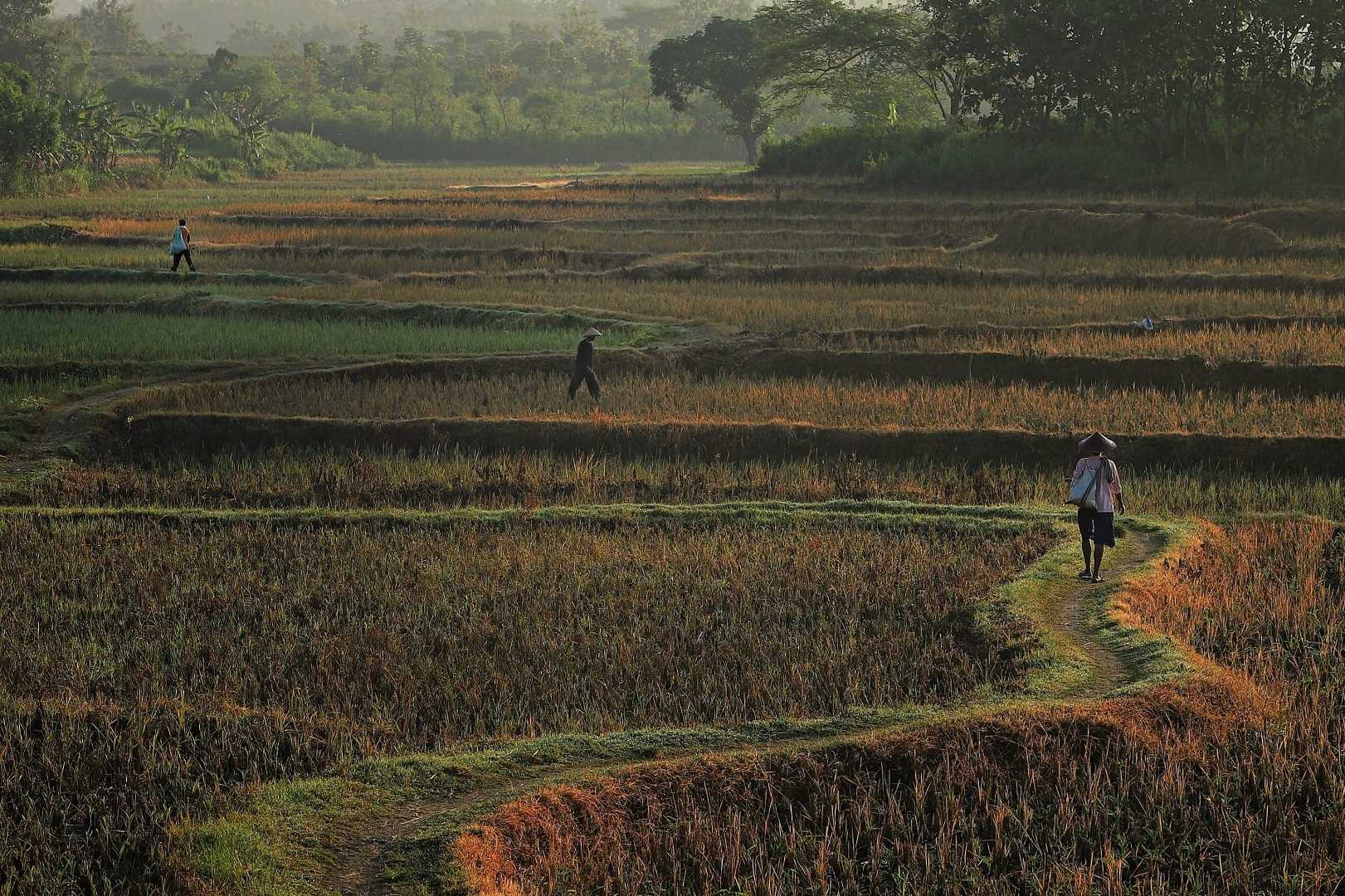 Suasana Pagi Di Sawah