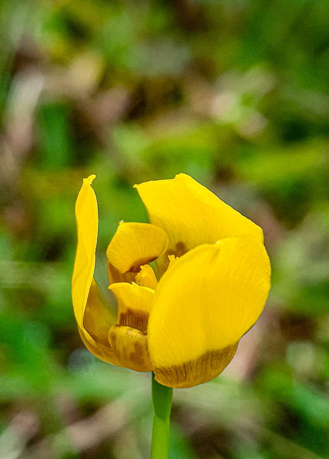 Tulipa sylvestris