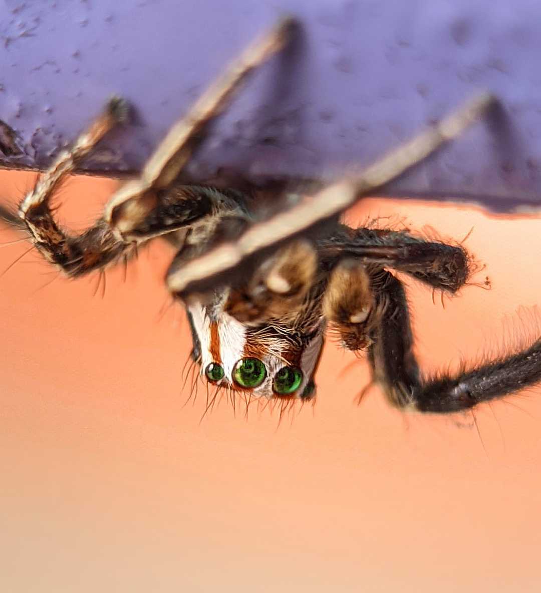 Spider 