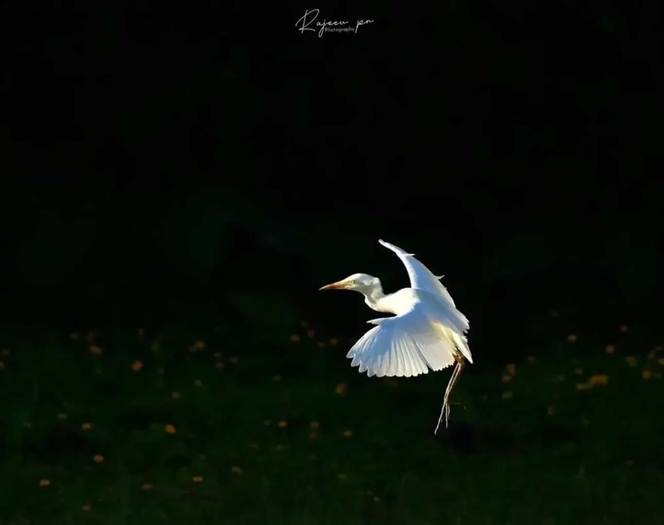 Wings on backlight 