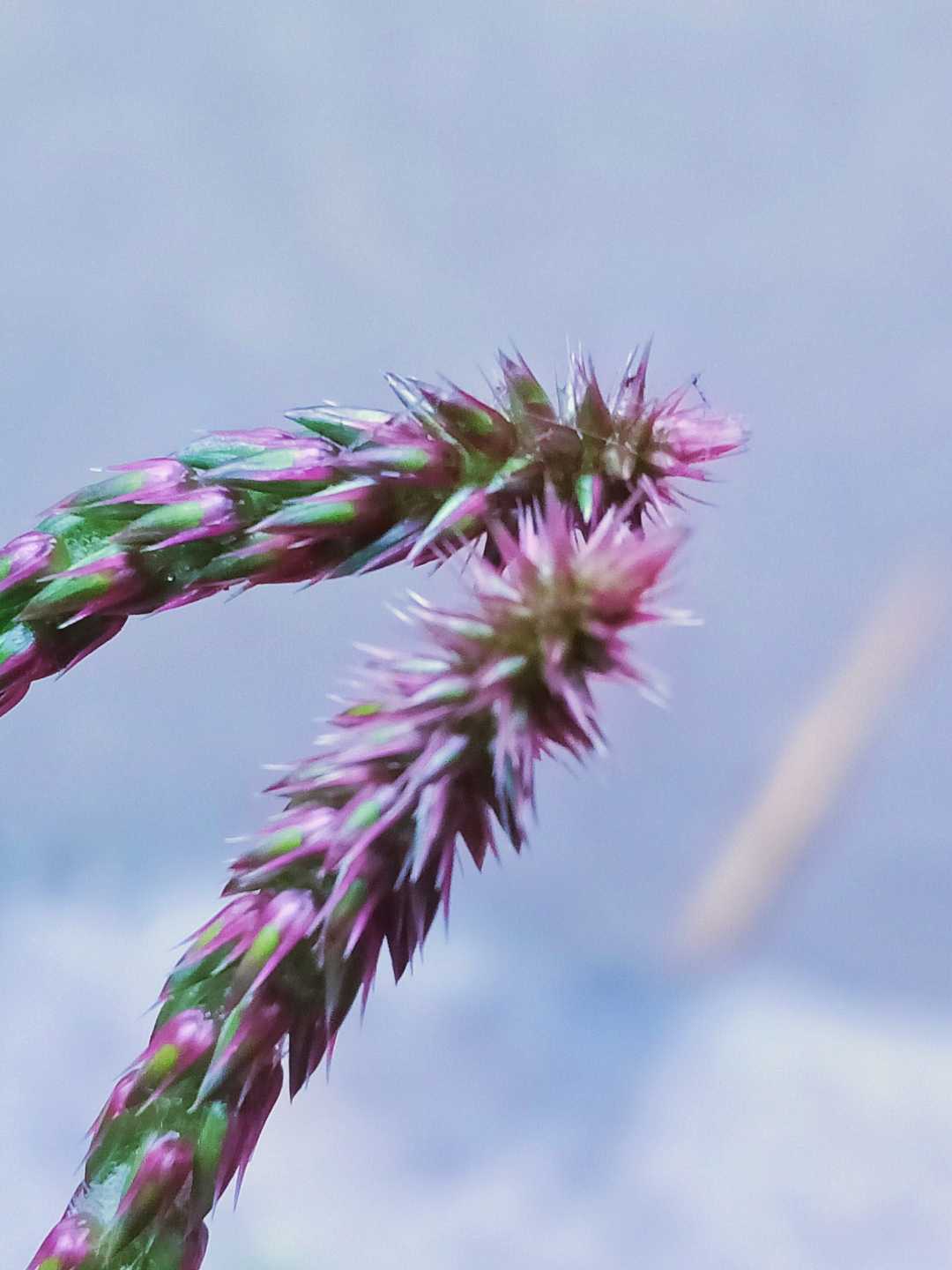 🌾💜💚