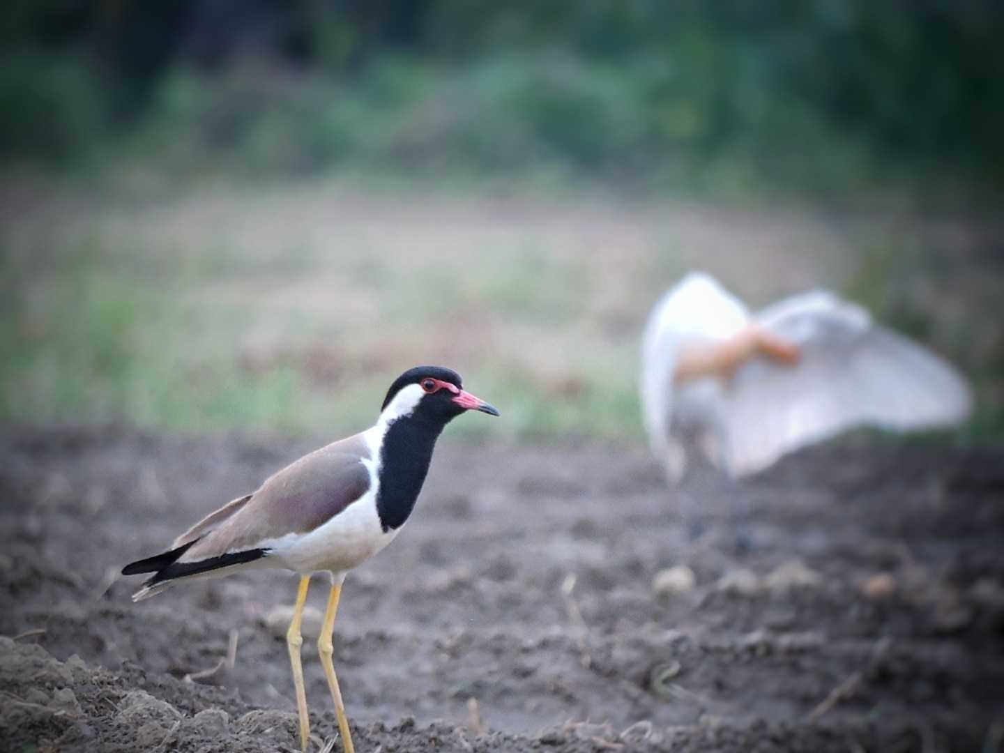Indian Birds 