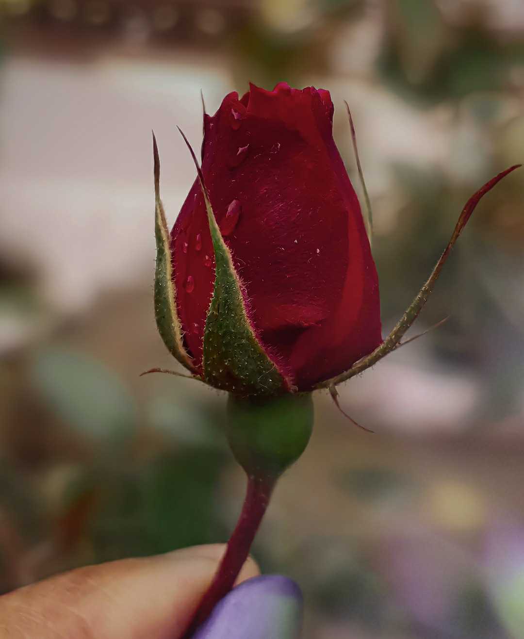 Rose Bud🌹❤️