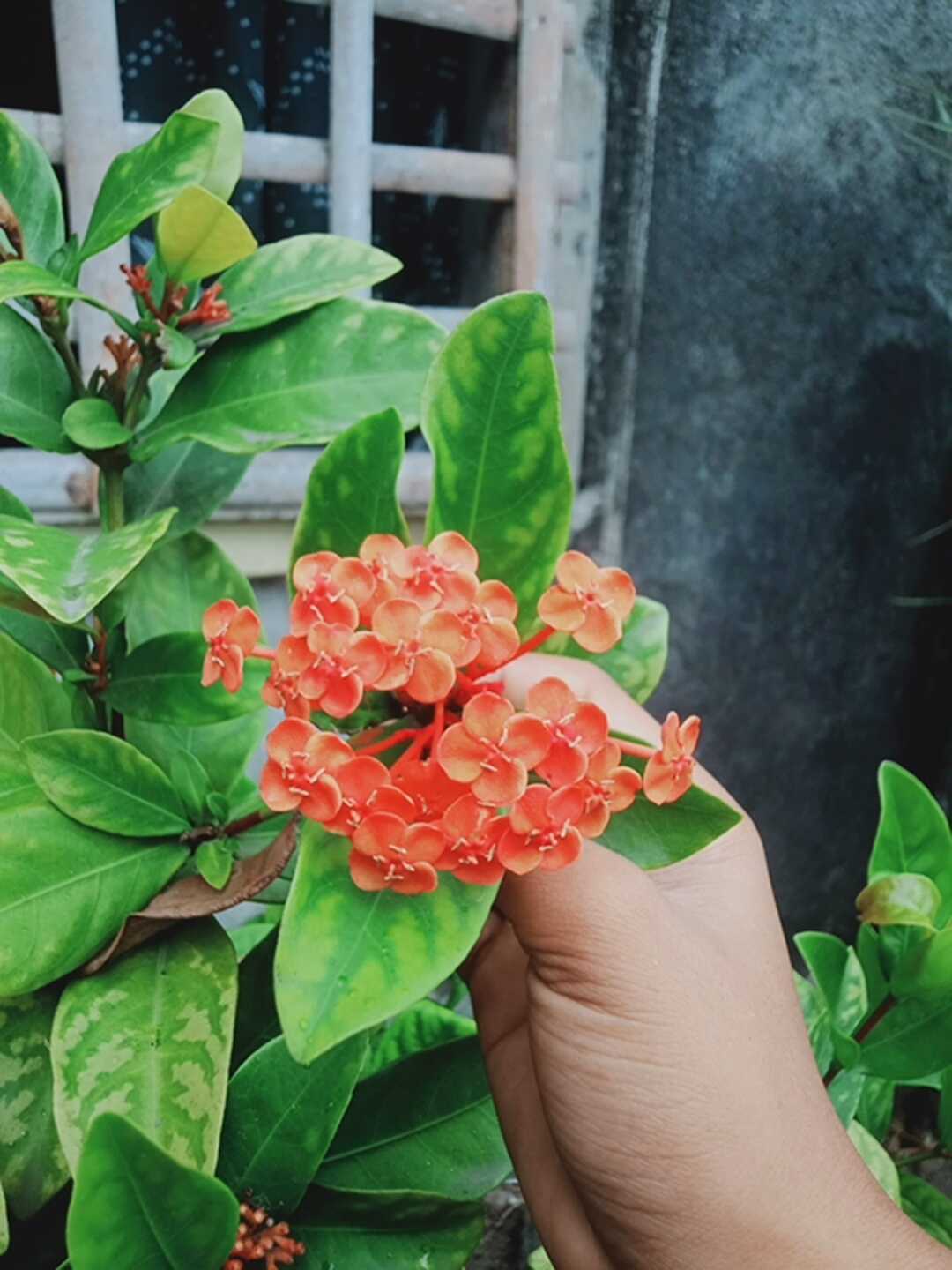 red flowers 