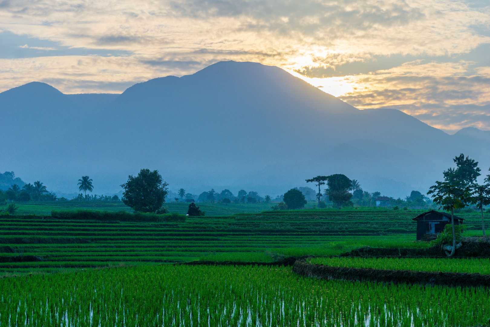 morning atmosphere when the sun rises over the rice fields a