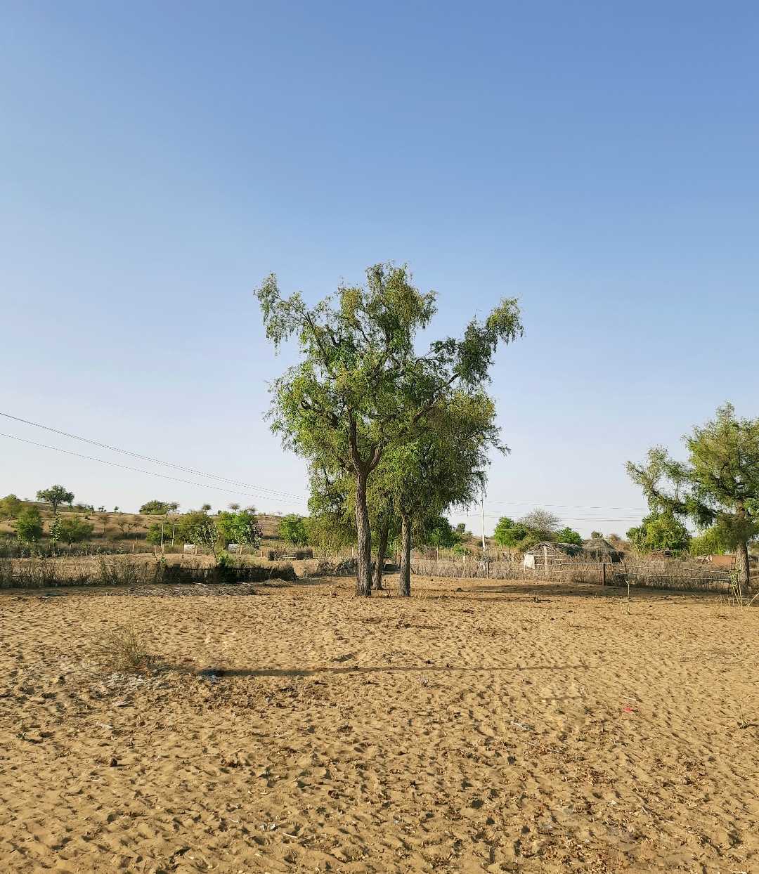 state tree Khejdi