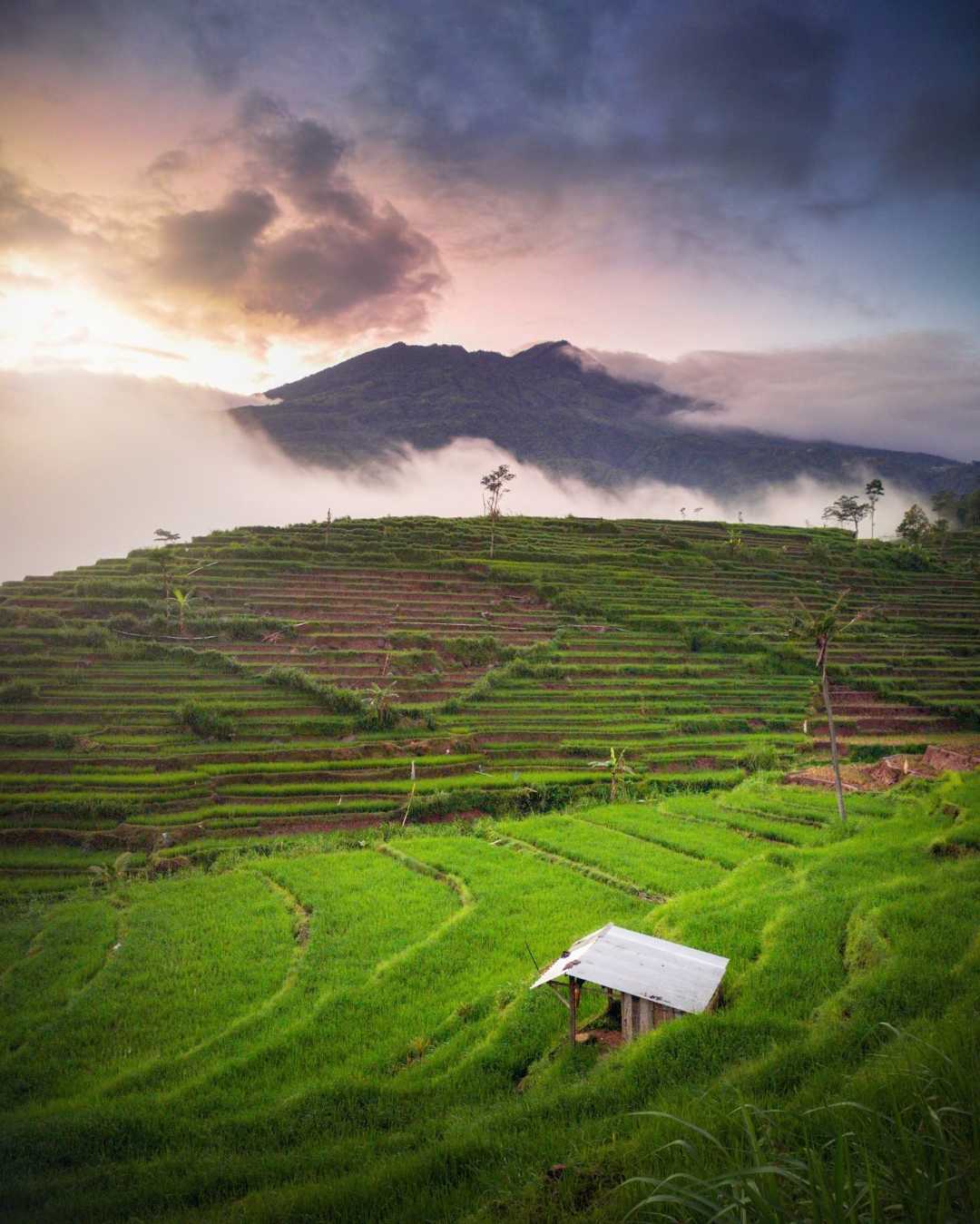 Kabut selimuti lawu.