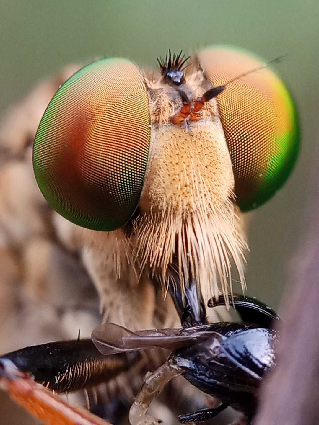 robberfly 