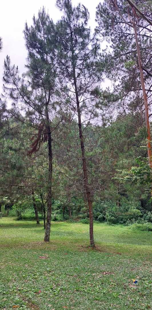 Area outbond Orchid forest cikole