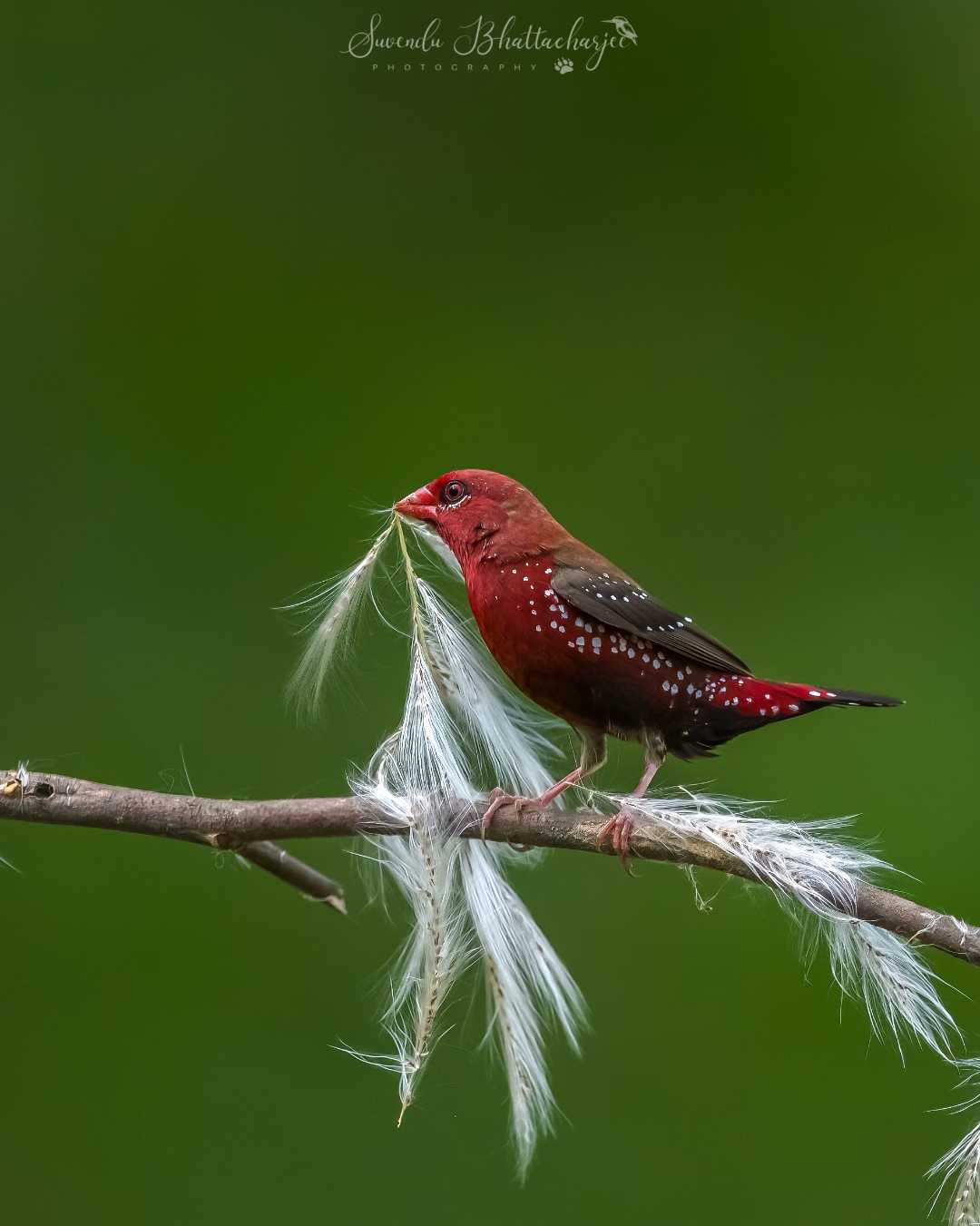 Strawberry Finch or Red Avadavat 