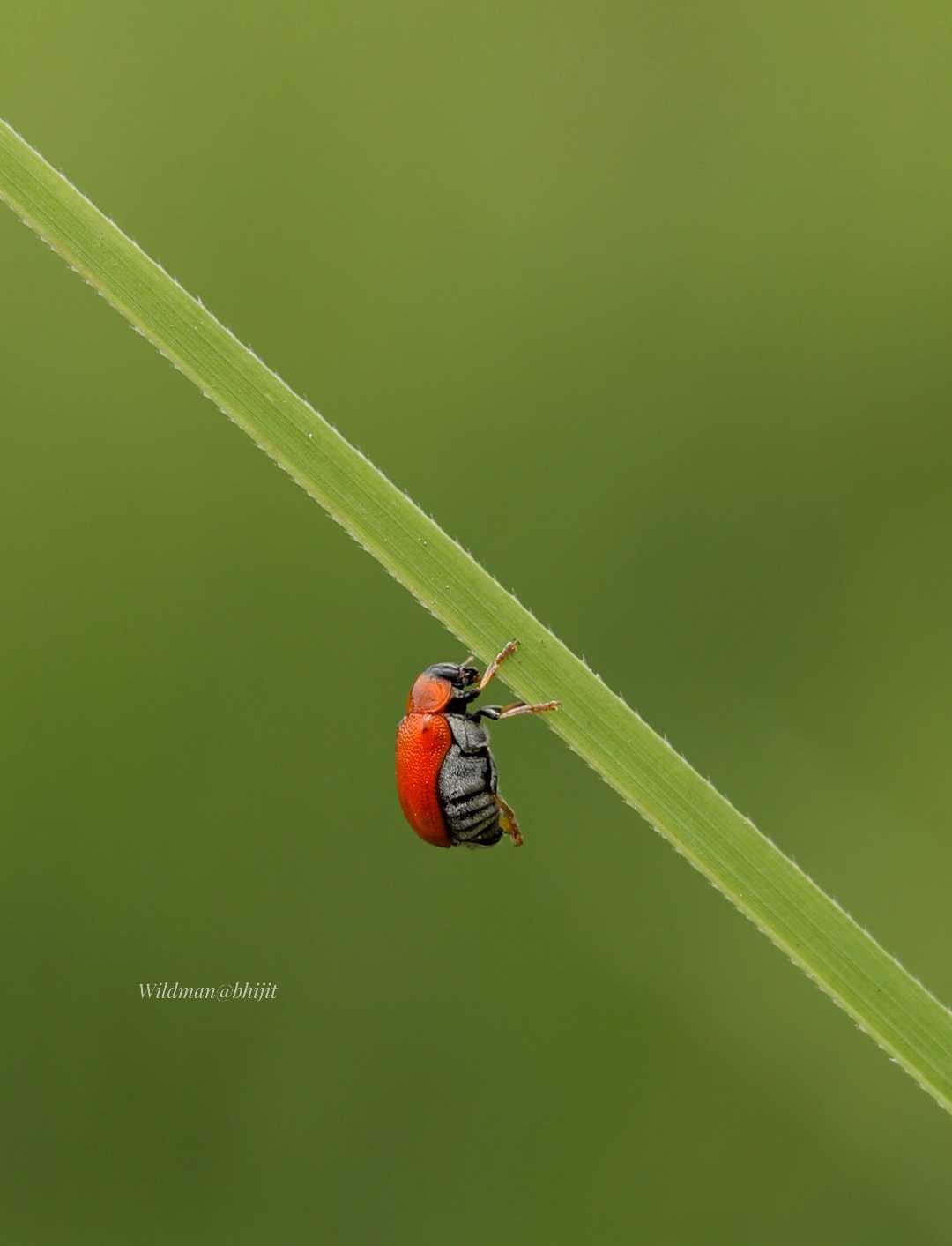Macro World