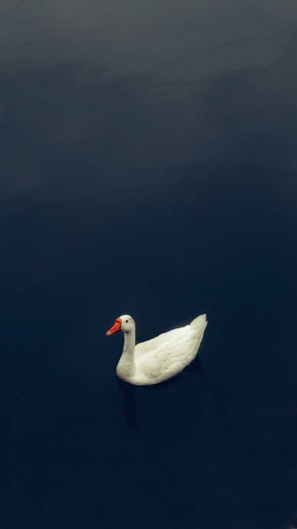 Be like a duck, serene and unruffled.