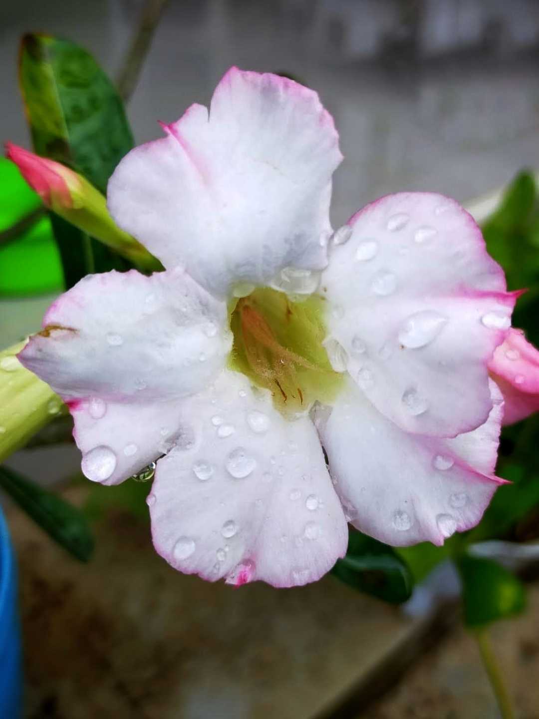 Kamboja Putih