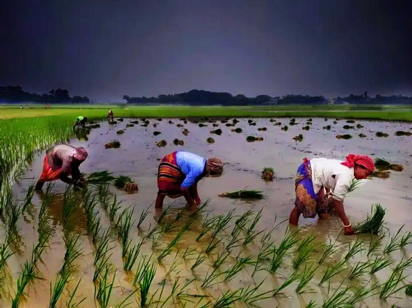 Paddy field | 🌾🌾
