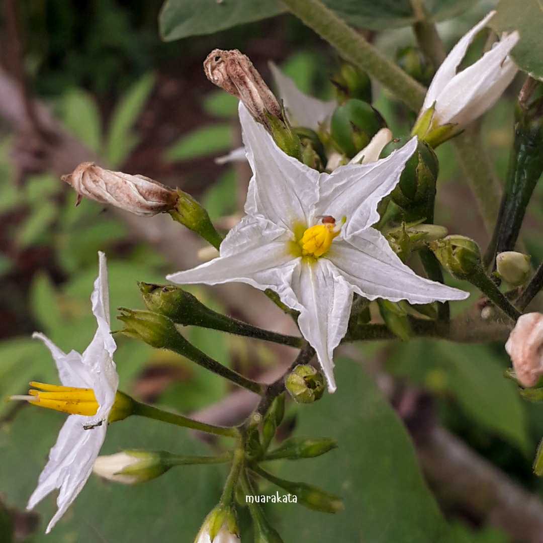 Macro Flora
