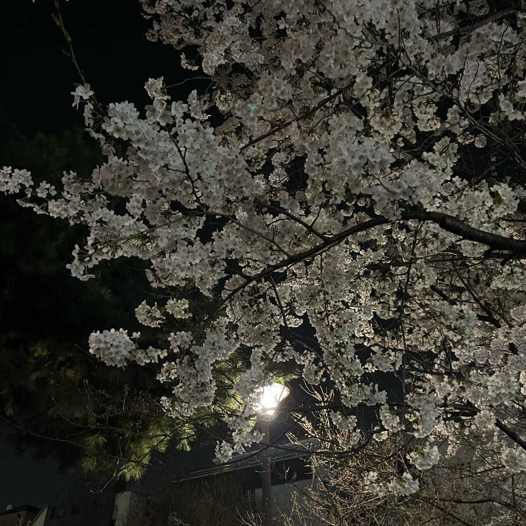 Cherry blossom 🌸 
