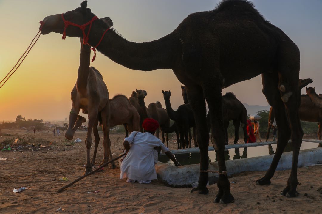 pushkar 7/9