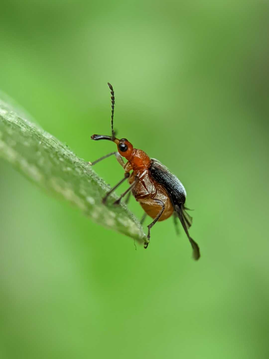 Mango leaf-cutting weevil
