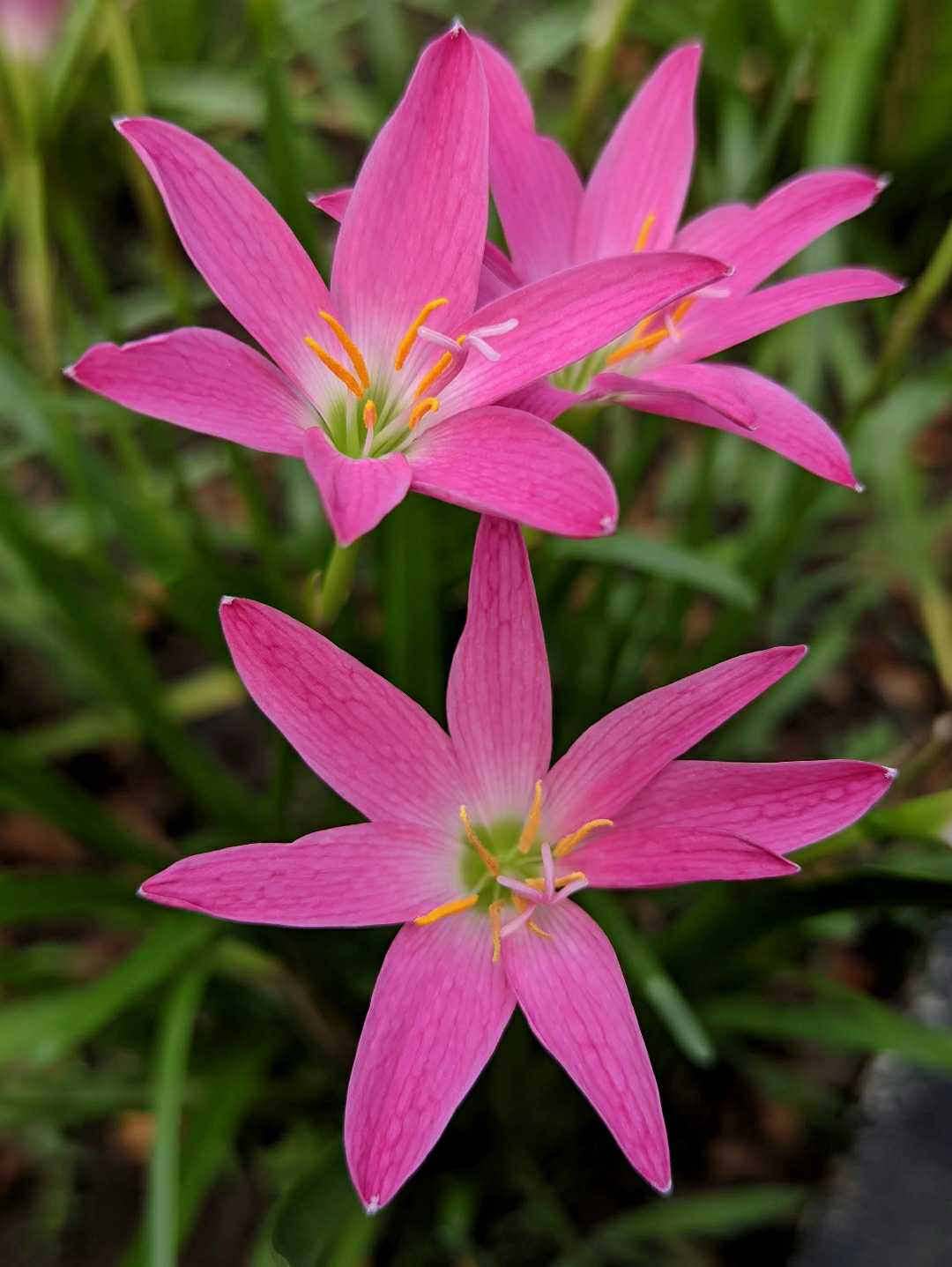 Pink Rain Lily