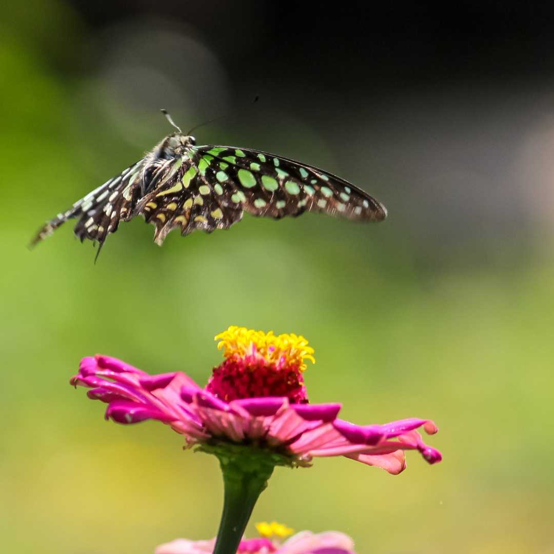 The tailed jay butterfly