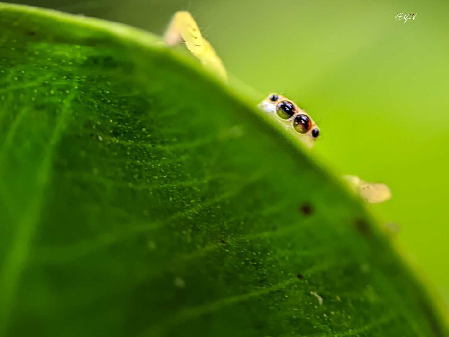 Macro World 🌻
