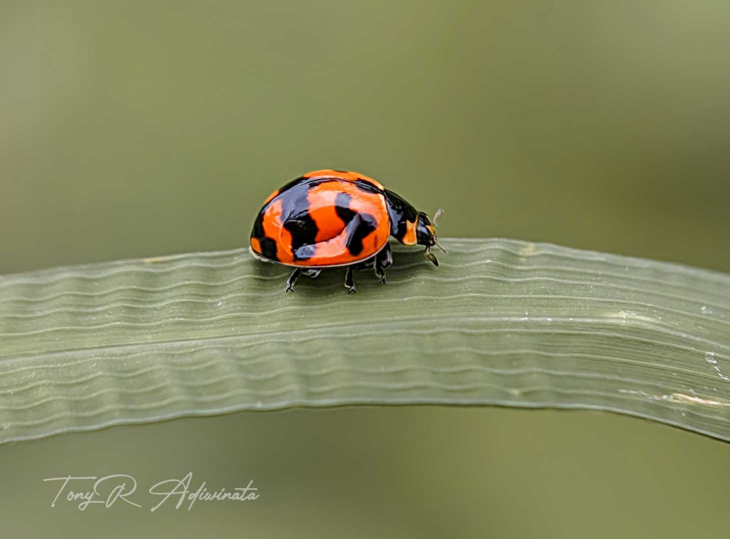COCCINELLA TRANSVERSALIS