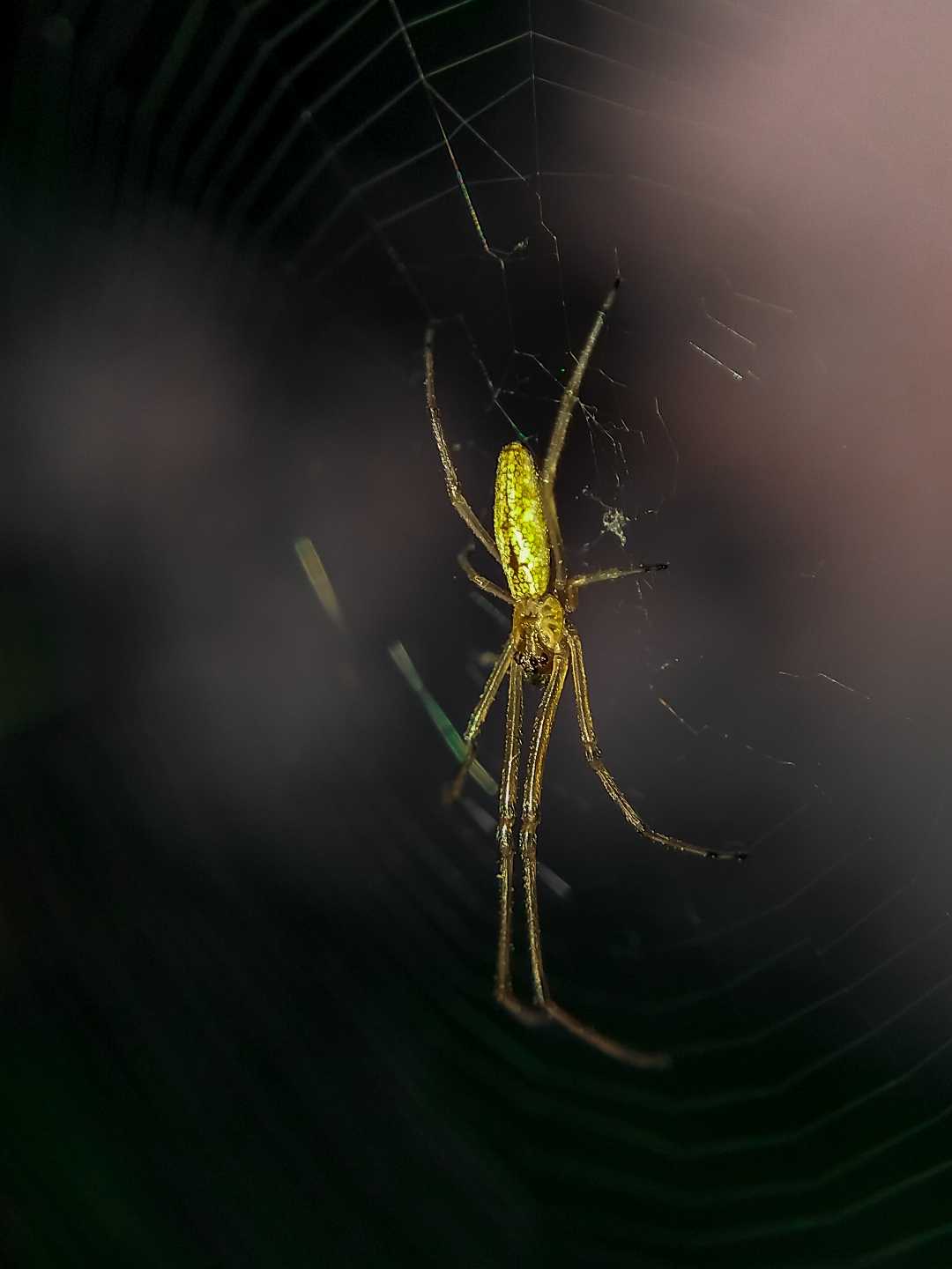 Glowing Spider