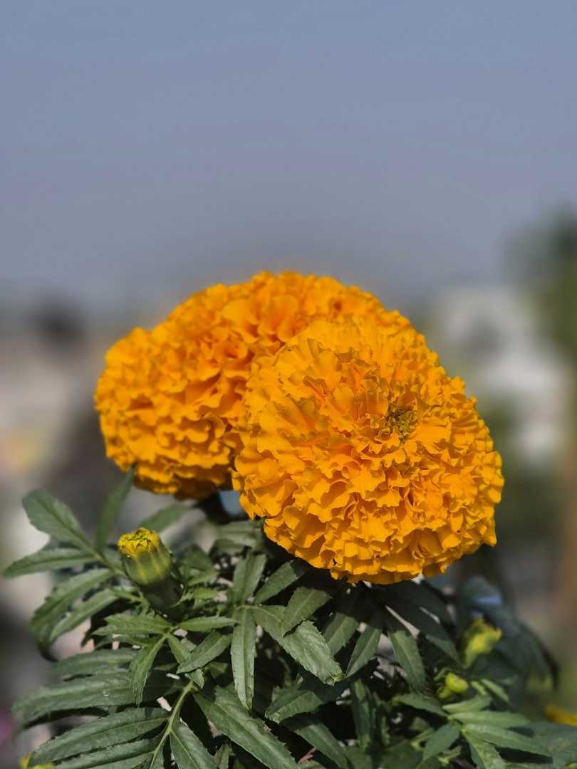 flower 🌼