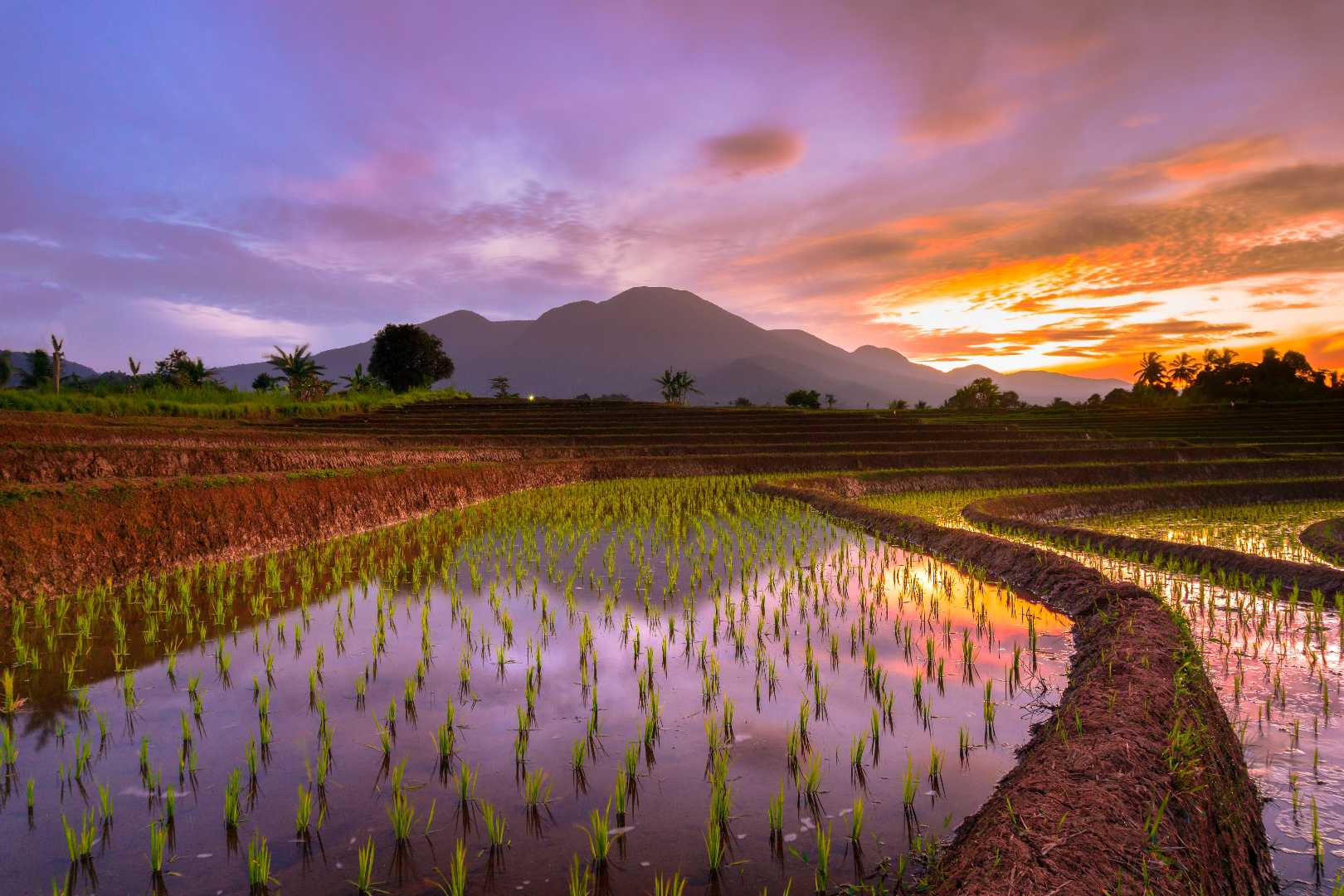 sunrise at rice fields