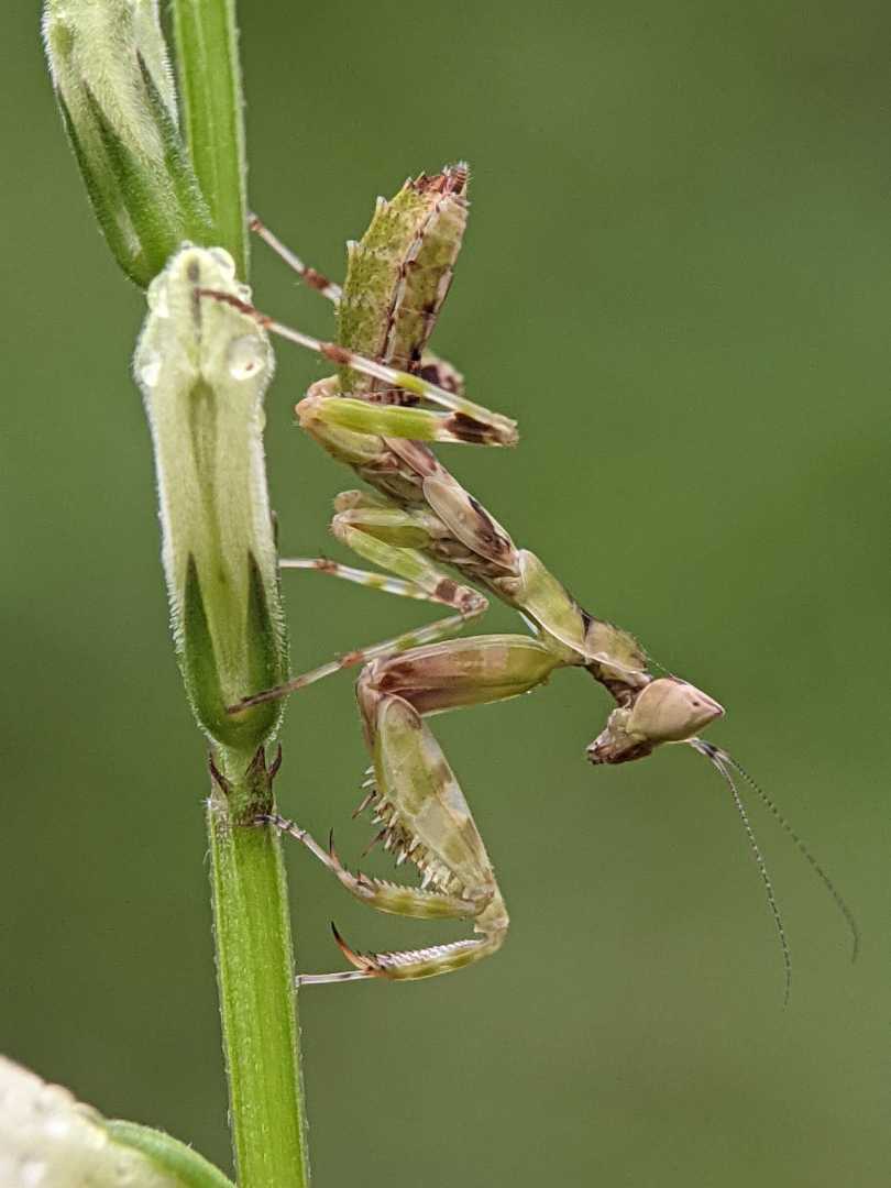 Mantis