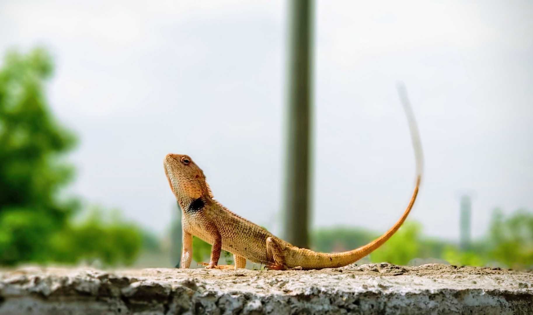 indian chemeleon 