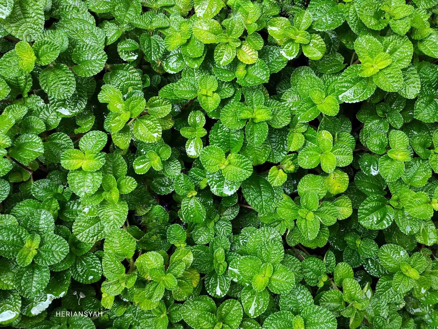 Hijau Daun